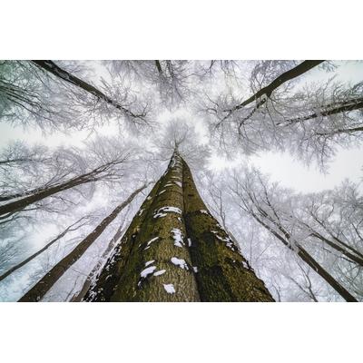 Fototapete PAPERMOON "Photo-Art TOM PAVLASEK, HOCH SCHAUEN", bunt, B:5m L:2,8m, Vlies, Tapeten
