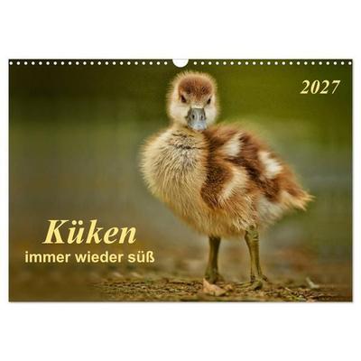 Küken - immer wieder süß (Wandkalender 2027 DIN A3 quer), CALVENDO Monatskalender