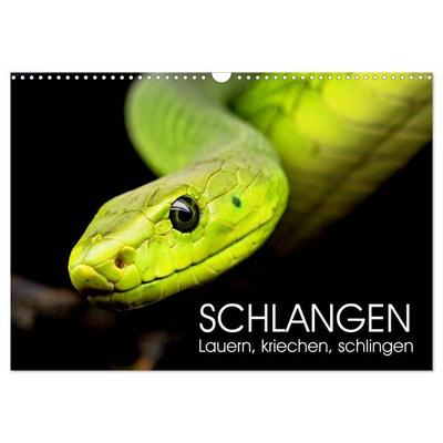 Schlangen. Lauern, kriechen, schlingen (Wandkalender 2026 DIN A3 quer), CALVENDO Monatskalender