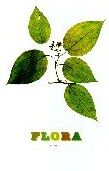 Nick Knight Flora (Paperback) - Preis vom 30.09.2026 09:01:18 h