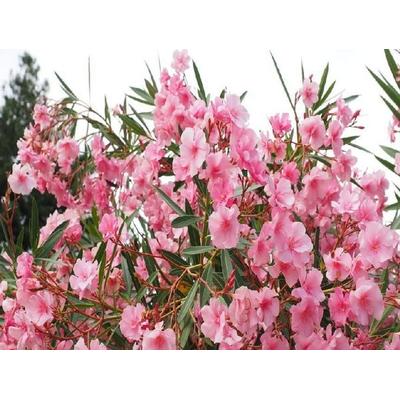 Oleander - 2.000 Teile (Puzzle)