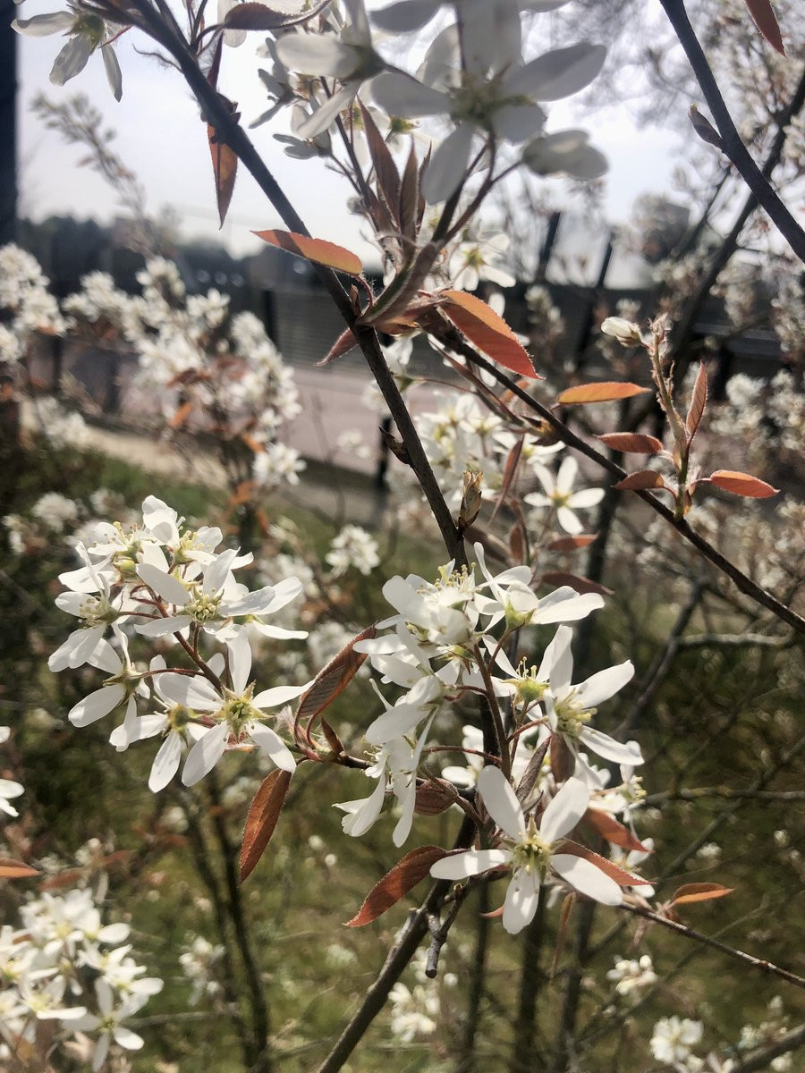 Junibes Amelanchier lamarckii Krentenboompje Rotsmispel in pot, 60-80 cm