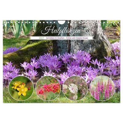 Heilpflanzen - Schätze im Garten (Wandkalender 2027 DIN A4 quer), CALVENDO Monatskalender
