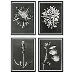 POSTER Set mit 4 von Blättern dunkler Hintergrund Blumen und Pflanzen in Grausteinen A4 Schwarzer Rahmen