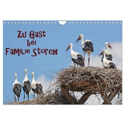 Zu Gast bei Familie Storch (Wandkalender 2027 DIN A4 quer), CALVENDO Monatskalender