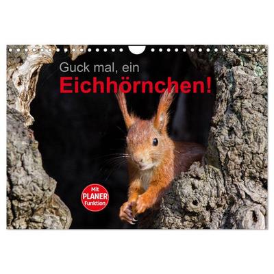 Guck mal, ein Eichhörnchen! (Wandkalender 2026 DIN A4 quer), CALVENDO Monatskalender