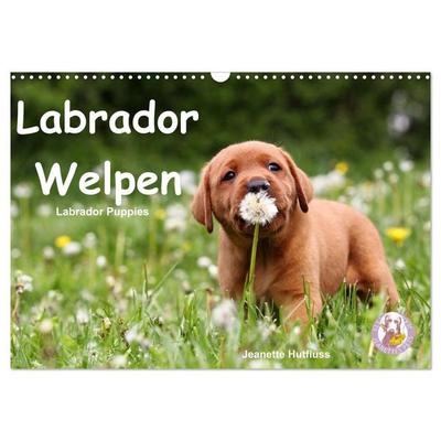 Labrador Welpen - Labrador Puppies (Wandkalender 2027 DIN A3 quer), CALVENDO Monatskalender