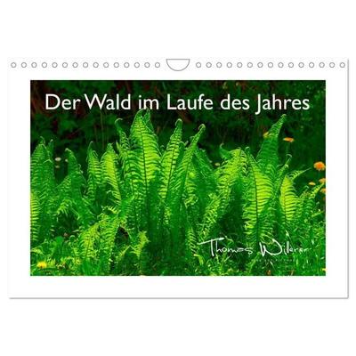 Der Wald im Laufe des Jahres (Wandkalender 2027 DIN A4 quer), CALVENDO Monatskalender