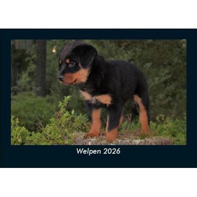 Welpen 2026 Fotokalender DIN A5
