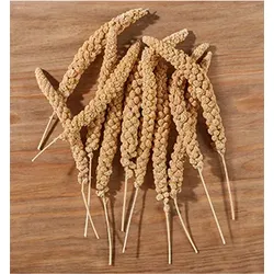 elles Kolbenhirse gelb handverlesen 1x15 kg