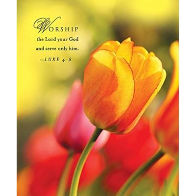 Tulips Spring Bulletin 2013, Large (Package of 50)