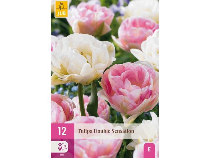 Tulp double Sensation 12 bollen