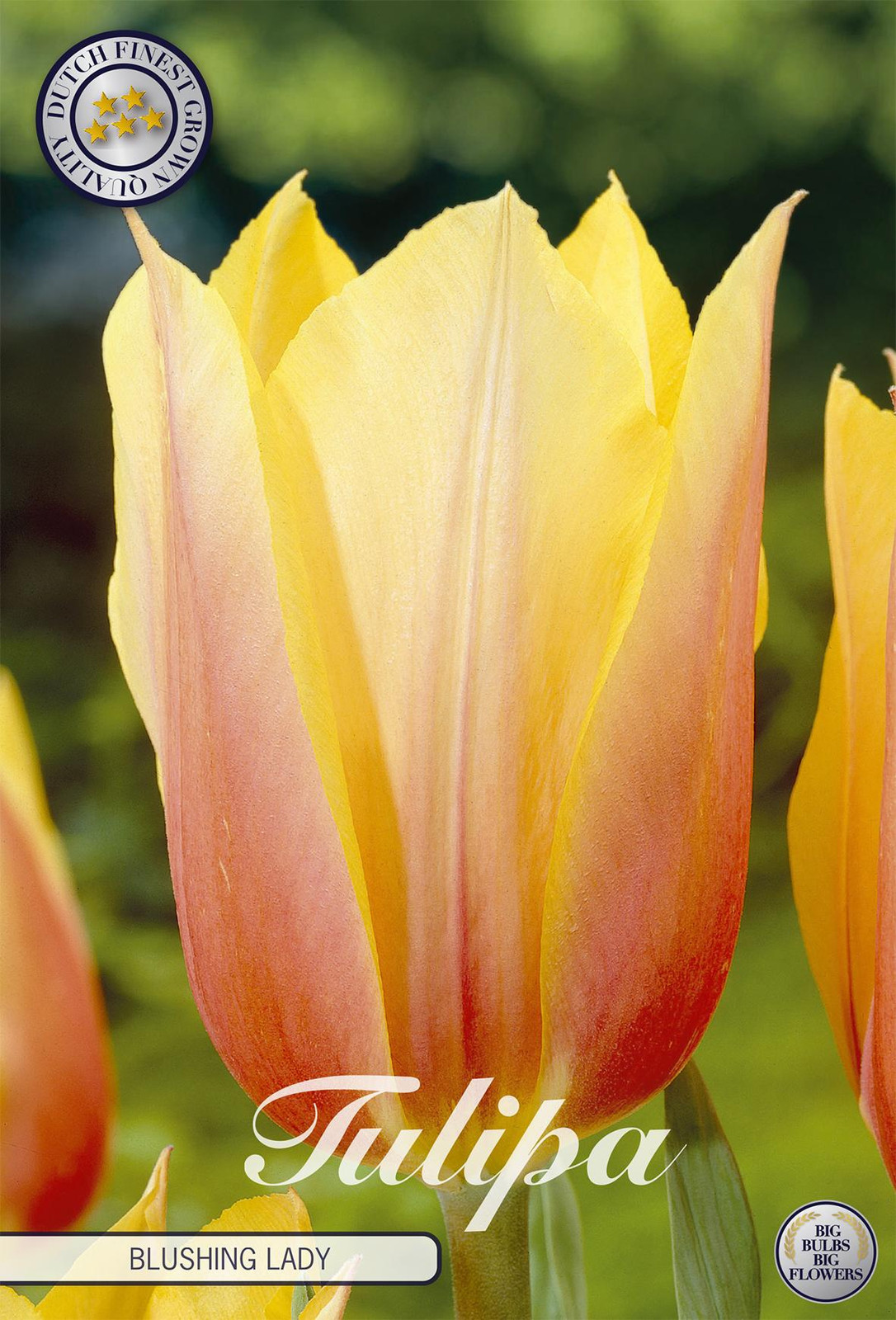 Sam van Schooten Tulpenbollen Blushing Lady (7 stuks)