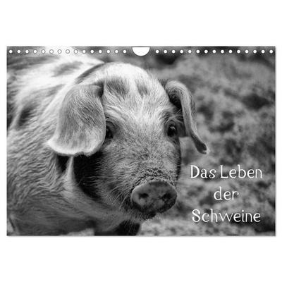 Das Leben der Schweine (Wandkalender 2026 DIN A4 quer), CALVENDO Monatskalender