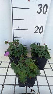 6 x Geranium Shooting Star Storchschnabel in pot van 9 x 9 cm van GRDplanten
