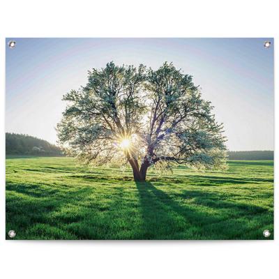 Poster REINDERS "Baum in der Morgensonne", grün (farbe bild(er): grün), B:80cm H:60cm T:0,1cm, Leinwand, Bilder, Poster, Outdoor für Garten oder Balkon