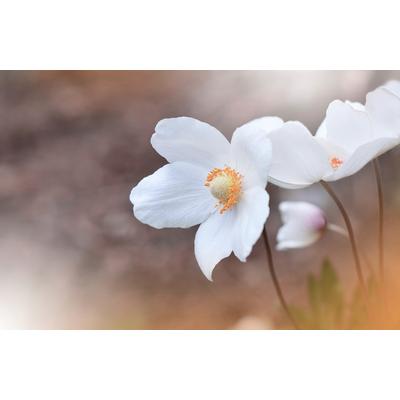 Fototapete PAPERMOON "BLUMEN-ANEMONE MAKRO ABSTRAKT KUNST WIESE NATUR PFLANZE", bunt, B:3m L:2,23m, Vlies, Tapeten