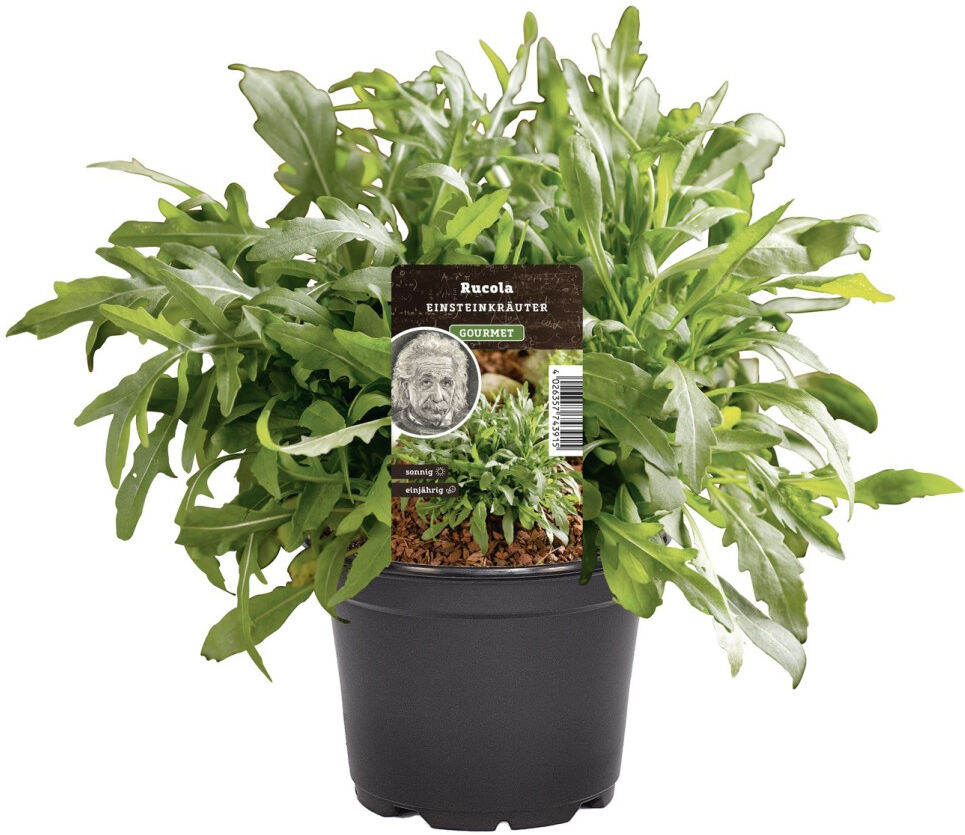 Pflanzen Einsteinkräuter - Ruccola Speedy 12 cm Topf
