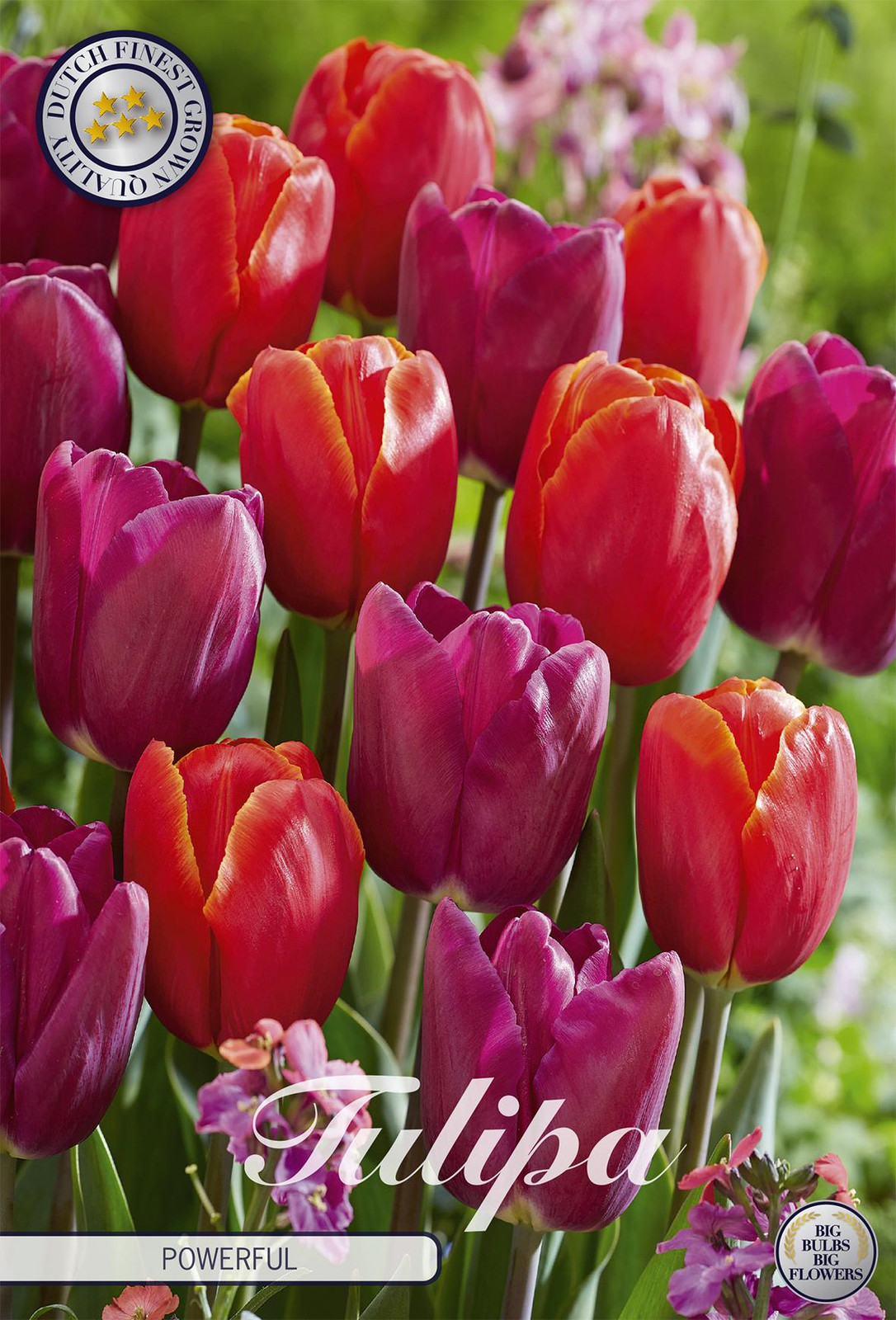 Sam van Schooten Tulpe Powerful Tulpbollen (10 stuks)