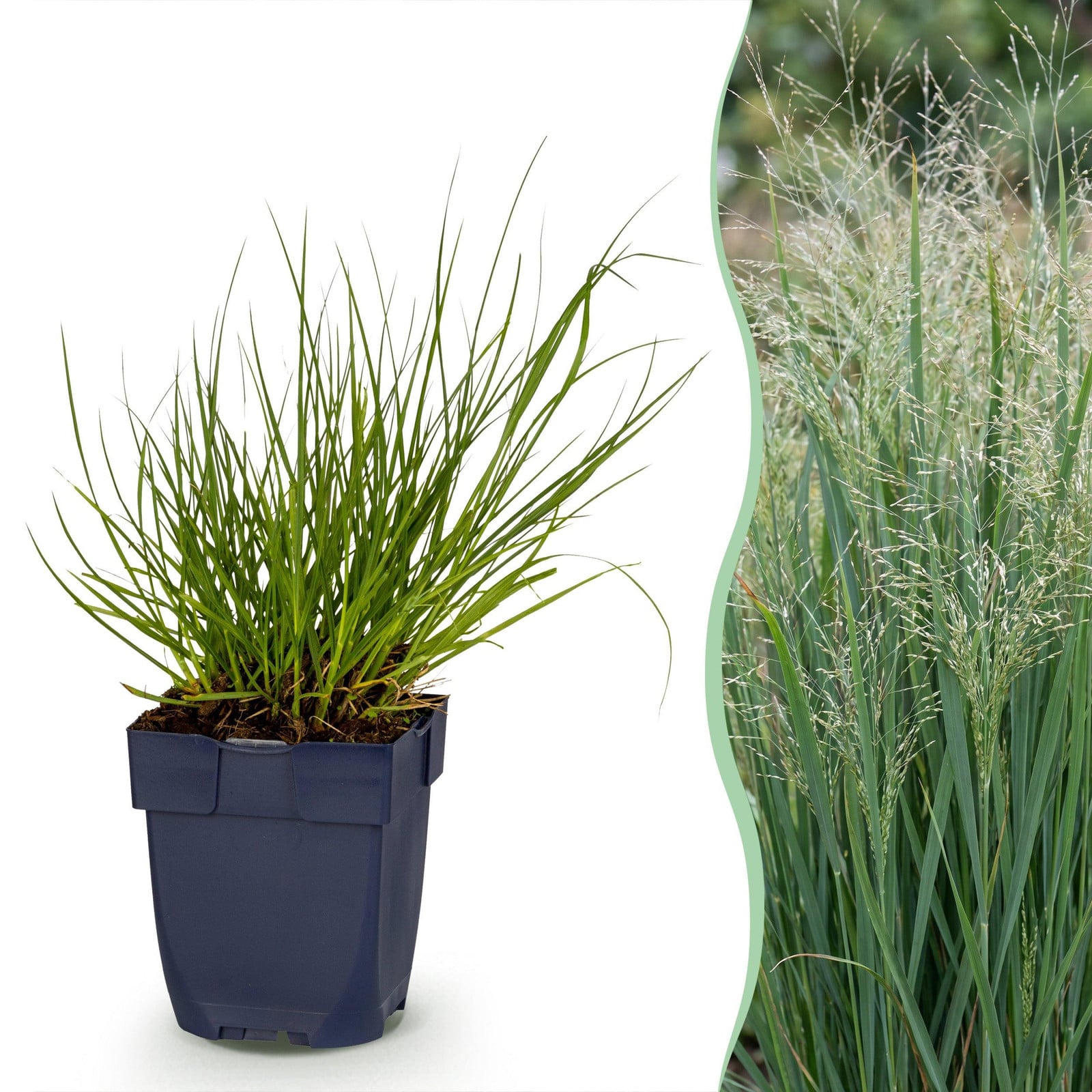 Panicum virg. Northwind Prairiegraan met pluim - Groen - 24 stuks - 15-25 cm - Ø 11 cm - Tuinplant van Pflanzenboutique