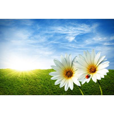 Fototapete PAPERMOON "Spring Daisies", bunt, B:3,5m L:2,6m, Vlies, Tapeten