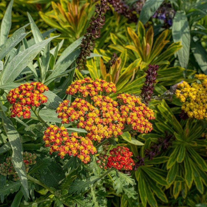 6 x Achillea hybrida Feuerland - Arborix - Pot van 9x9 cm