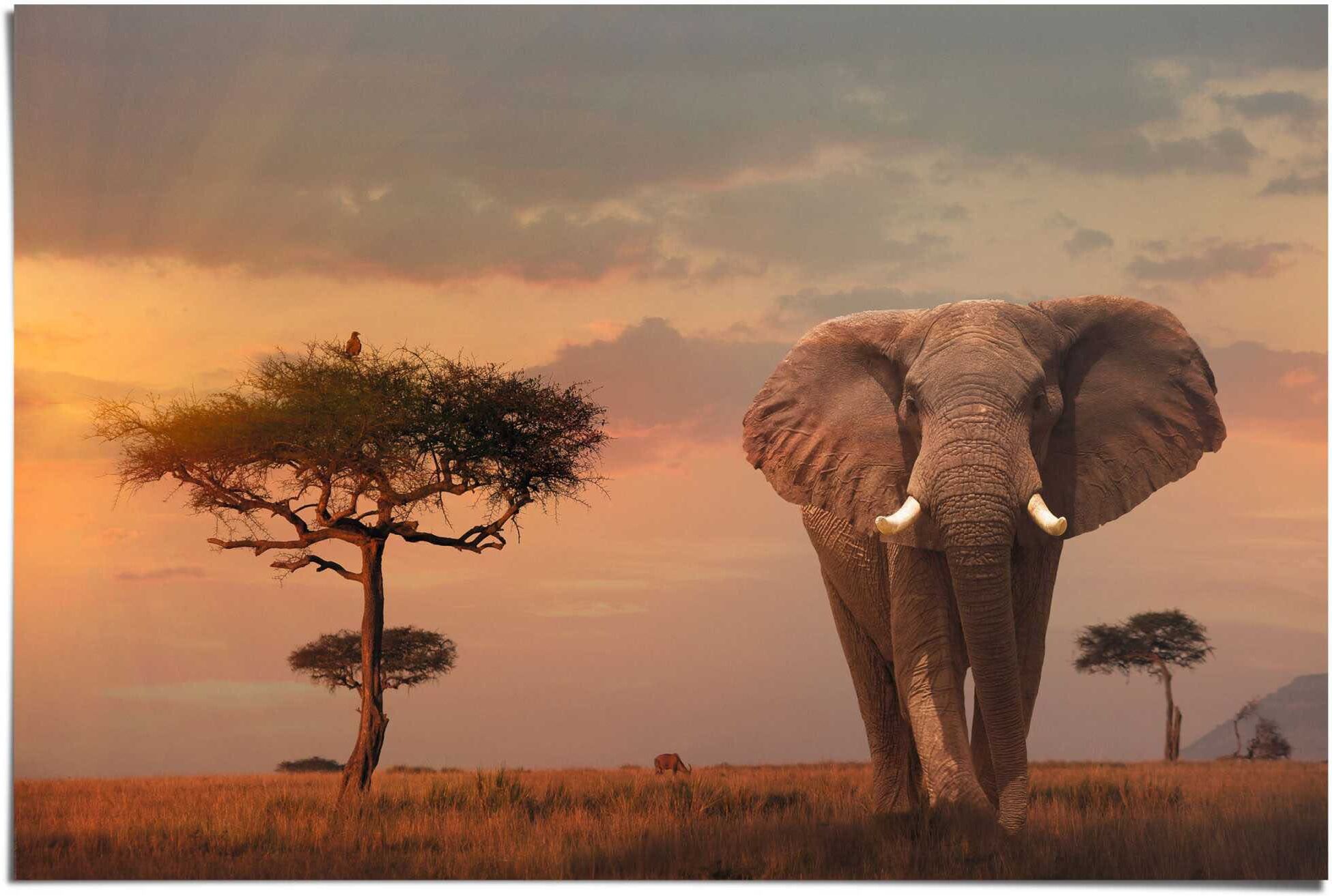 Reinders! Poster REINDERS "Afrikas Wildtiere Elefant", braun (farbe bild(er): braun), B:91,5cm H:61cm, Papier, Bilder, Poster farbe bild(er): braun B/H/T: 91,5cm x 61cm, 1 Stk.