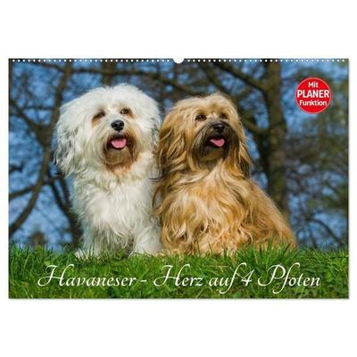 Havaneser - Herz auf 4 Pfoten (Wandkalender 2026 DIN A2 quer), CALVENDO Monatskalender