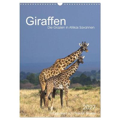 Giraffen - Die Grazien in Afrikas Savannen (Wandkalender 2027 DIN A3 hoch), CALVENDO Monatskalender