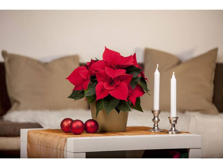 Mini-Weihnachtsstern Rot Ø6 cm