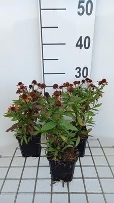 6 x Helenium hybridus Red Jewel Zonnebloemvaren in pot van 9 x 9 cm van GRDplanten