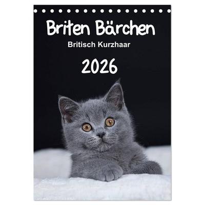 Briten Bärchen – Britisch Kurzhaar 2026 (Tischkalender 2026 DIN A5 hoch), CALVENDO Monatskalender
