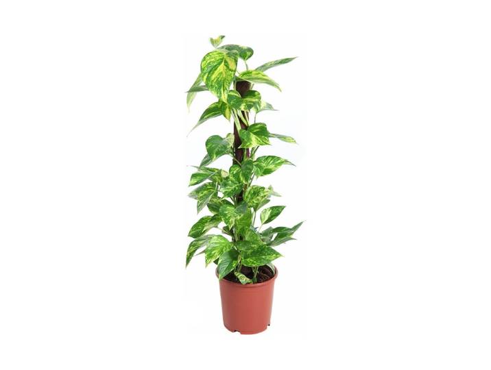 Epipremnum pinnatumMoosstab Ø19