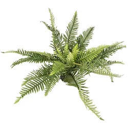 Terra della Terrarium Zimmerpflanze (Dekoration, Pflanzen), Aquarium Dekoration