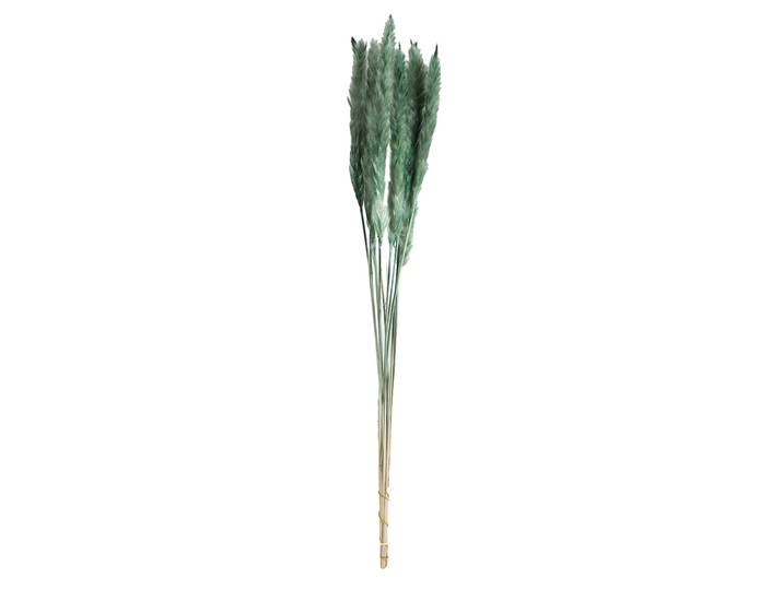 Pampasgras im 10er-Bund, Trockenblumen hübsche Deko in Vasen oder Gestecken, grün, 75 cm