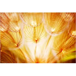 CoverYourDesk, Schreibtisch Accessoire, Schreibtischunterlage Pusteblume im Sonnenglanz