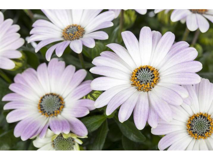 Kapkörbchen Osteospermum ⌀ 14 cm