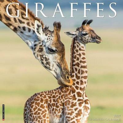 Giraffes 2027 12 X 12 Wall Calendar