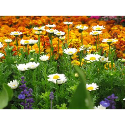 Fototapete PAPERMOON "Blumenwiese", bunt, B:4m L:2,6m, Vlies, Tapeten