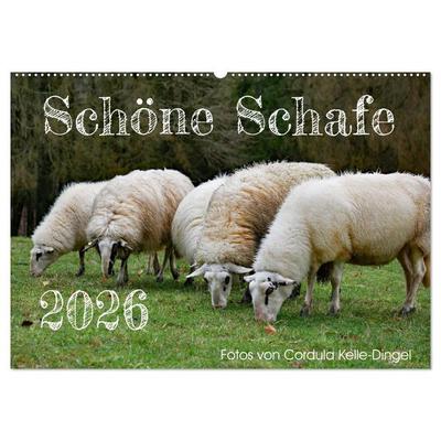 Schöne Schafe (Wandkalender 2026 DIN A2 quer), CALVENDO Monatskalender