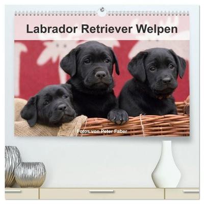 Labrador Retriever Welpen (hochwertiger Premium Wandkalender 2027 DIN A2 quer), Kunstdruck in Hochglanz