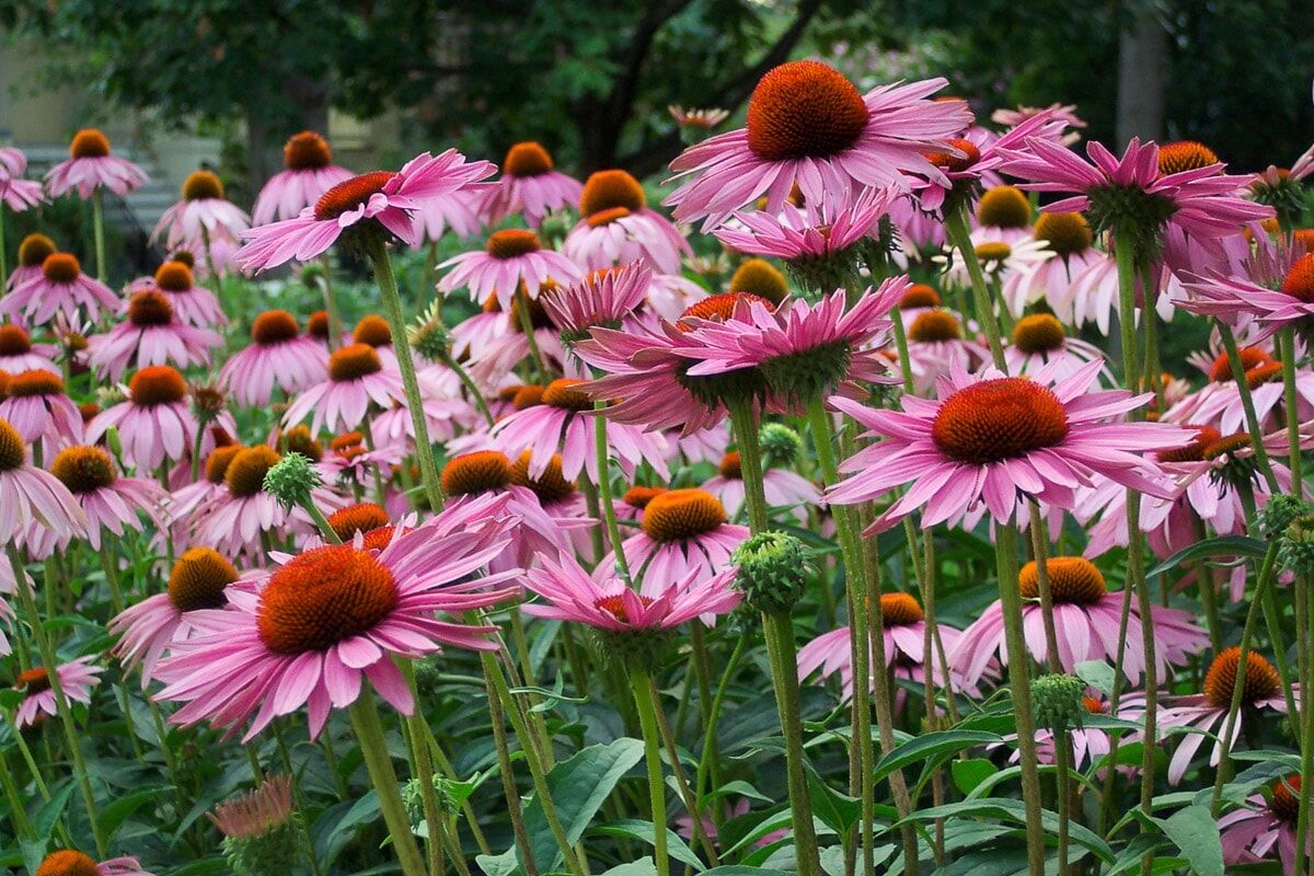 Fototapete PAPERMOON "Sommerblumen", bunt, B:3,5m L:2,6m, Vlies, Tapeten, Fototapete bunt B/L: 3,5m x 2,6m, Bahnen: 7 Stk.