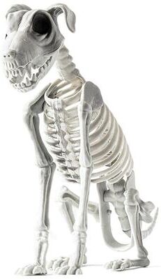 On Spot Shop Realistic Halloween Skeleton Dog, Posable Spooky Pet Decor For Haunted Yard & Party, Creepy Skull Bone Animal Statue white