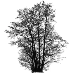 Five Leaves Left, Fachbücher von Todd Schulz