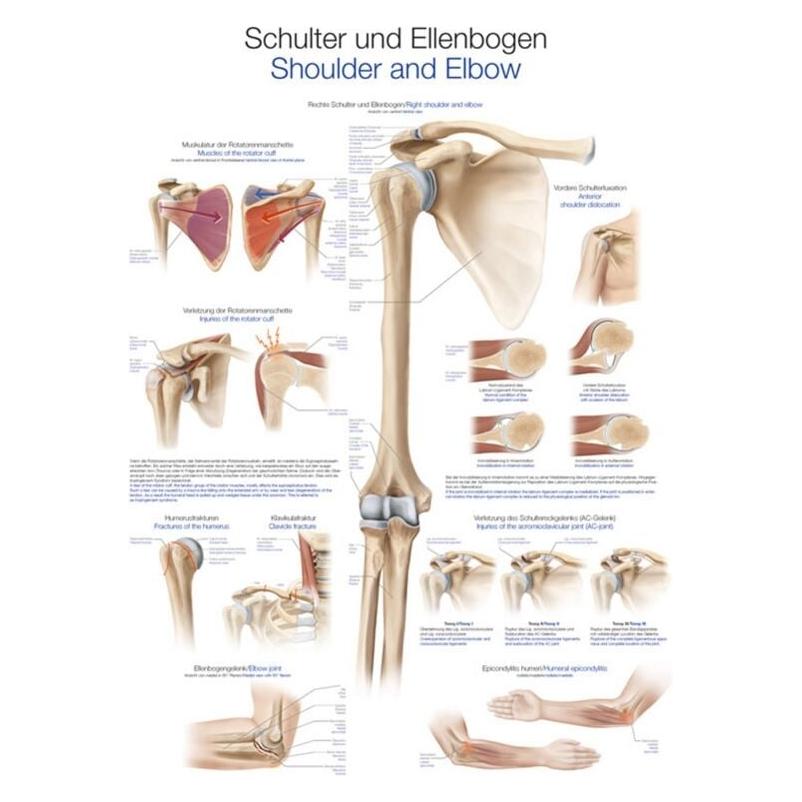 Erler Zimmer Lehrtafel Schulter und Ellenbogen, 50x70cm (EZ-AL539)