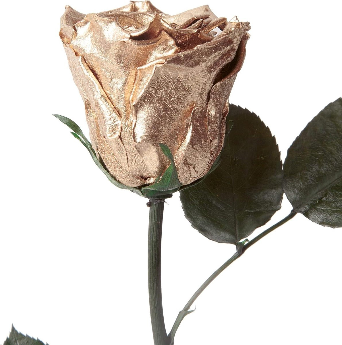 Gouden Roos Eeuwige Bloem Goud 30-35 cm