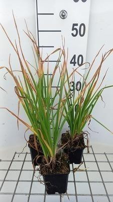 6 x Kniphofia hybr. Tawney King Fakkelbloem, Potmaat: 9 x 9 cm, GRDplanten