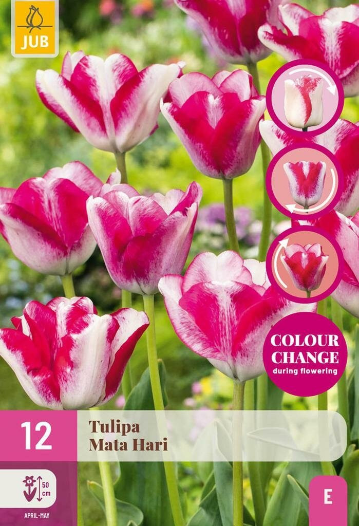 12 Tulp Mata Hari bollen met kleurverandering