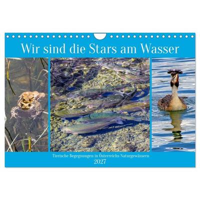 Wir sind die Stars am Wasser (Wandkalender 2027 DIN A4 quer), CALVENDO Monatskalender