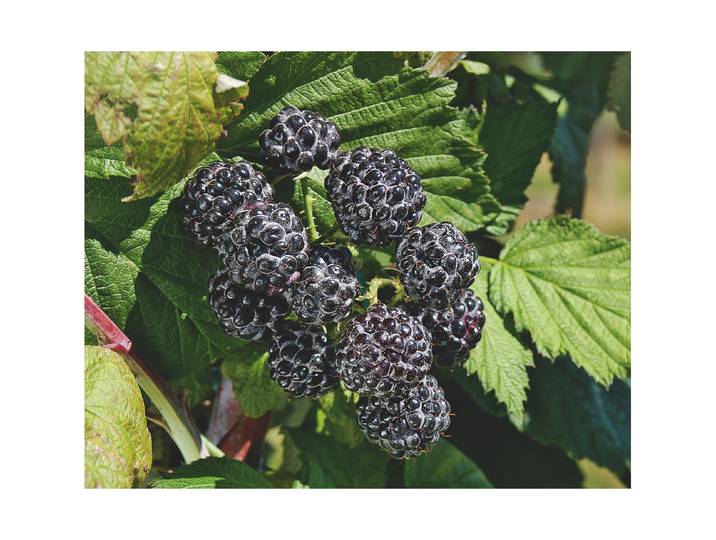 Himbeere-Hybrid Black Jewel ' Ø22cm'